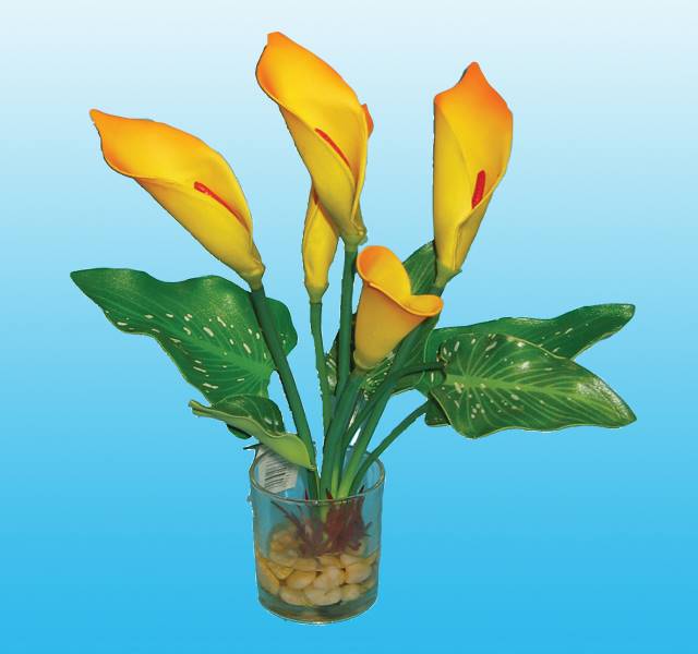 HY LILIA KALLA W DONICZCE