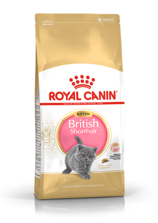 RC KARMA KITTEN BRITISH SHORTHAIR 2KG    RC2