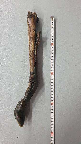 UM RACICA JELENIA WĘDZONA