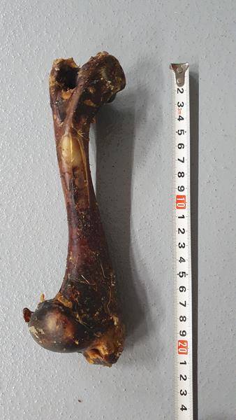 UM KOŚĆ Z JELENIA MAŁA 20CM WĘDZONA