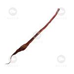 MACED PENIS WOŁOWY CAŁY