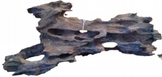 DELFIN KORZENIE SILVER 15-25CM