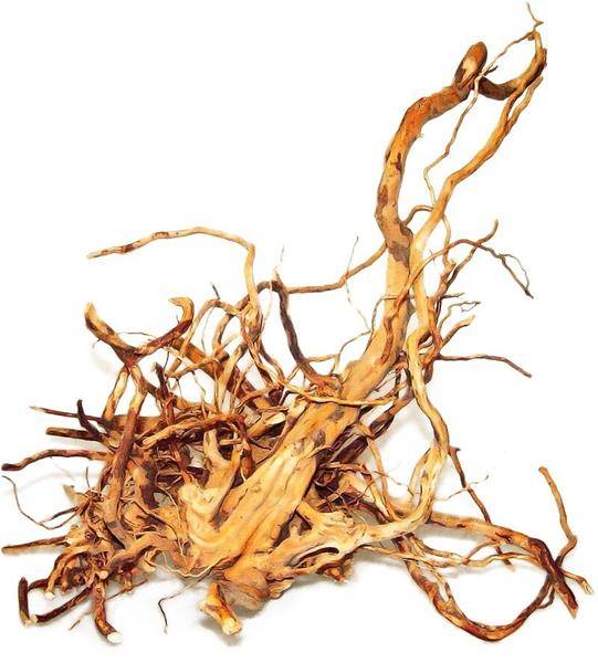 HP KORZEŃ JAPOŃSKI