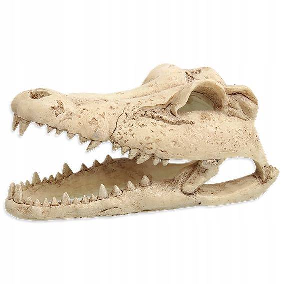 PL DEKORACJA CZASZKA KROKODYLA