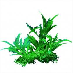 Aqua Natura,  roślina, do dekoracji akwarium, ziel