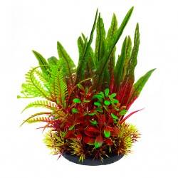 Aqua Natura,  roślina, do dekoracji akwarium, bord