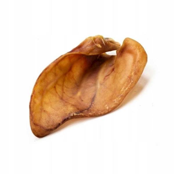 GNATEK UCHO WIEPRZOWE MAŁE