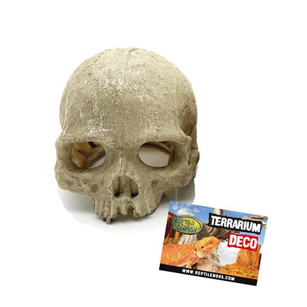 EU DEKORACJA DO TERRARIUM CZASZKA LUDZKA