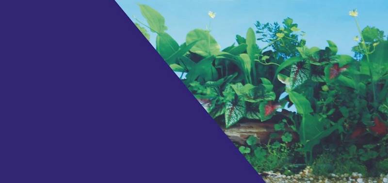 ZX TŁO DWUSTRONNE 50X80 ROŚLINY/NIEBIESKIE