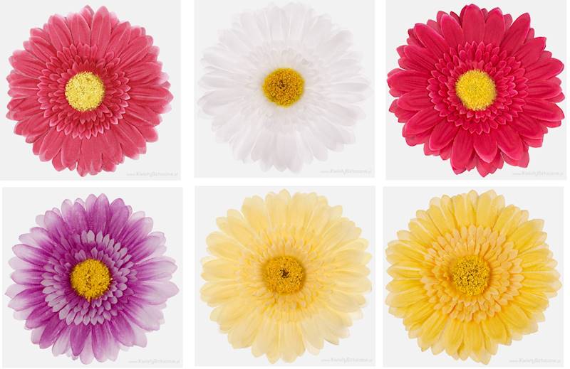 W298 GERBERA OP.12 SZT. 