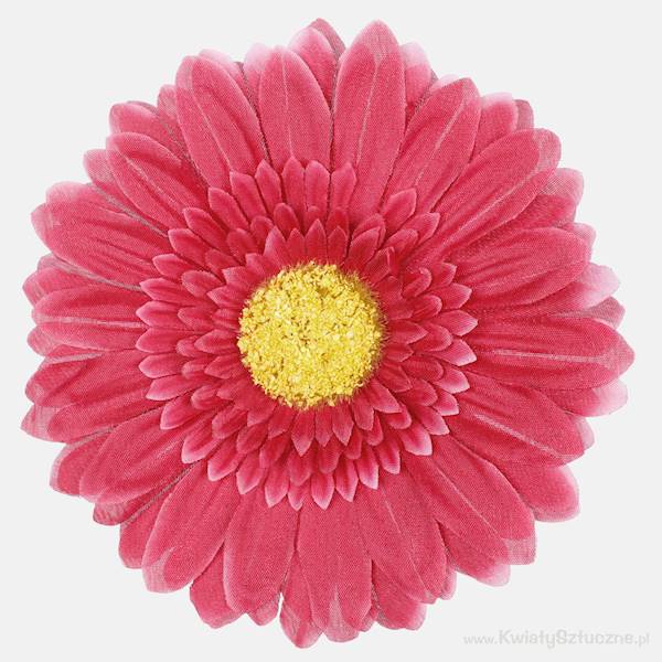 W298 GERBERA OP.12 SZT. 