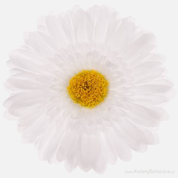 W298 GERBERA OP.12 SZT. 