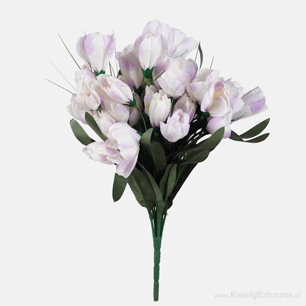QA091 KROKUS X12