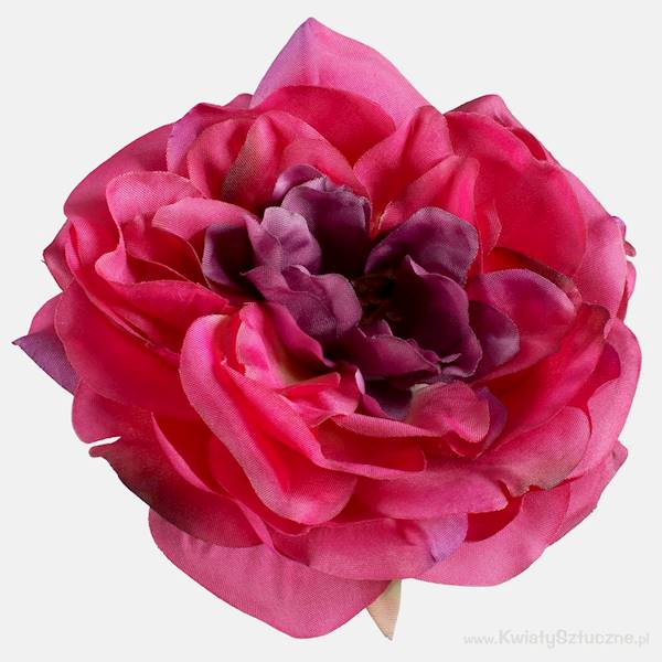W540P PEONIA OPAK 6 SZT. 