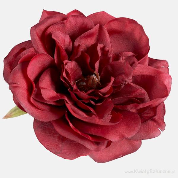 W540P PEONIA OPAK 6 SZT. 