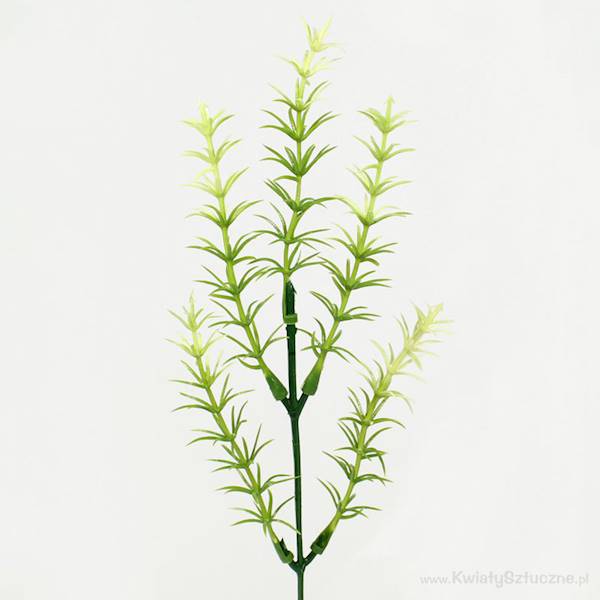 A336 ASPARAGUS OPAK 12SZT