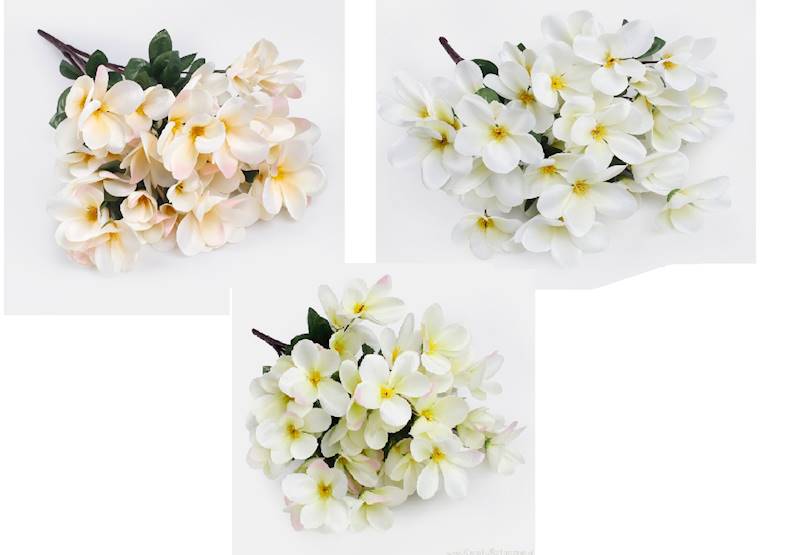 QA207 MAGNOLIA X4