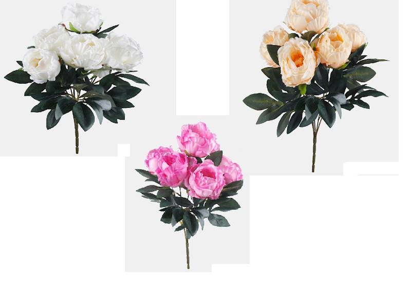 QA001K PEONIA X5