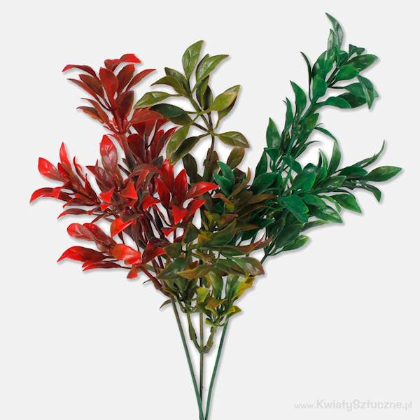 A601 RUSKUS 