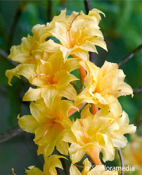 Azalia wielkokwiatowa Narcissiflora