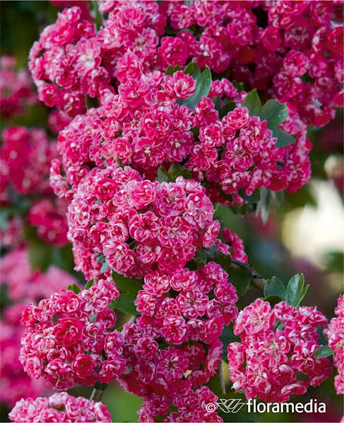 Głóg pośredni pełnokwiatowy Paul Scarlet