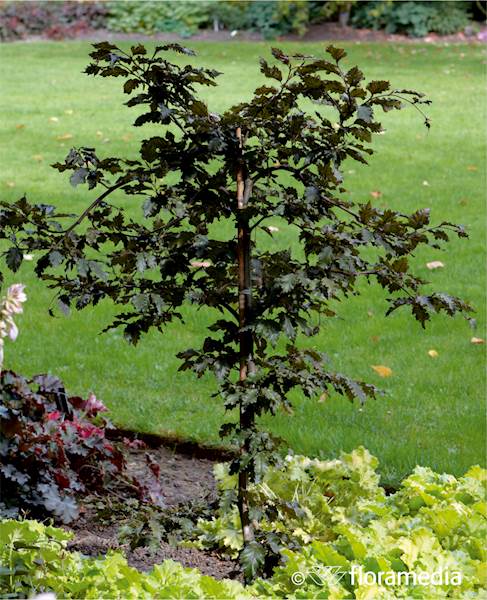 Buk pospolity Rohan Weeping