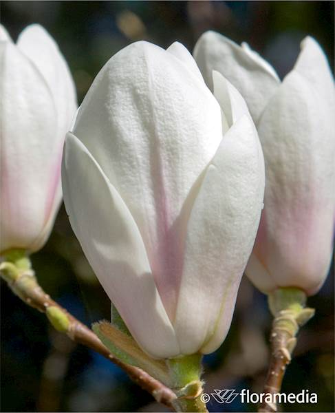Magnolia Soulange'a Alba Superba
