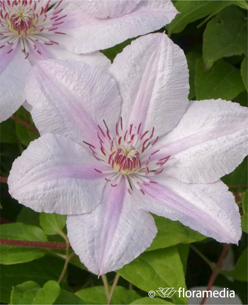 Powojnik Jan Paweł II