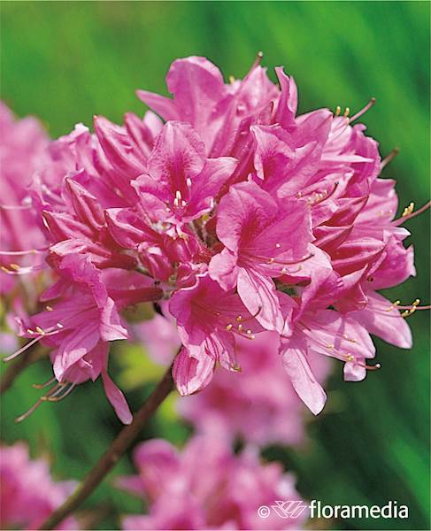 Azalia wielkokwiatowa Rosy Light