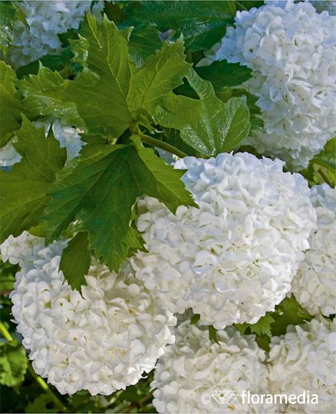 Kalina koralowa Roseum