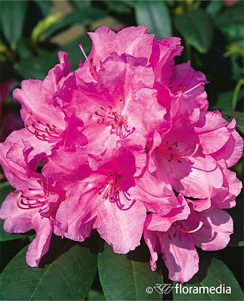 Różanecznik jakuszimański Lumina 