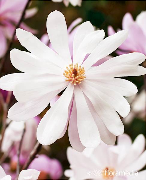 Magnolia gwiaździsta Merill