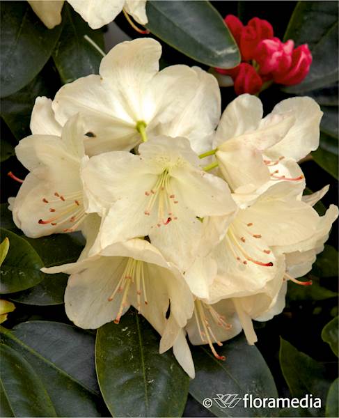 Różanecznik Lachsgold