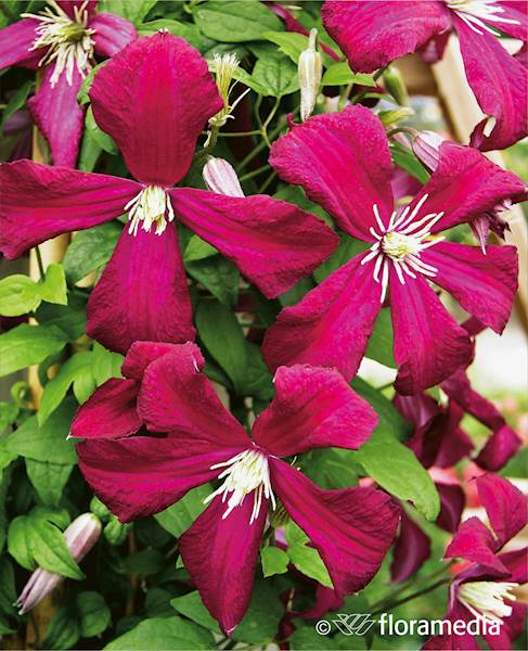 Powojnik Mme Julia Correvon