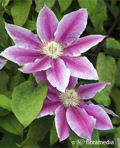 Powojnik Nelly Moser