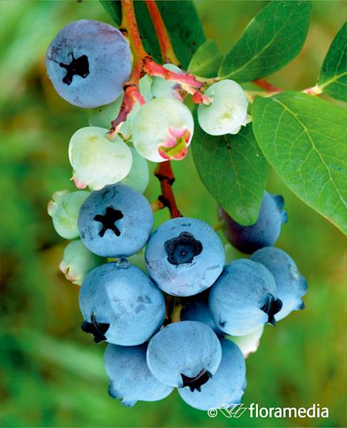 Borówka wysoka Nelson