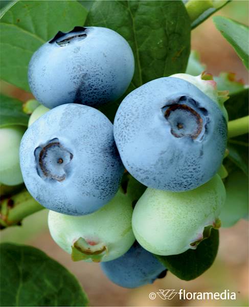 Borówka wysoka Chandler