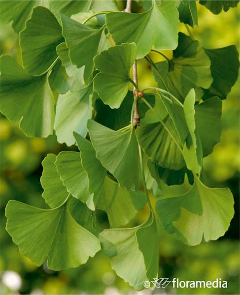 Miłorząb dwuklapowy 