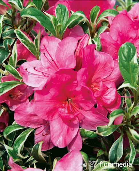 Azalia japońska Variegata
