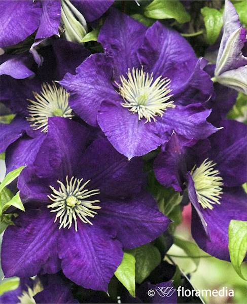 Powojnik Lady Betty Balfour