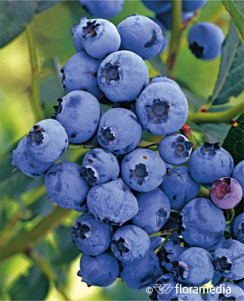 Borówka wysoka Elizabeth