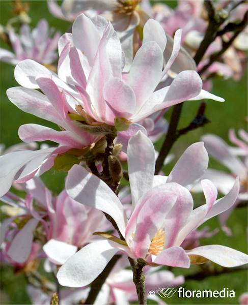 Magnolia Loebnera Leonard Messel