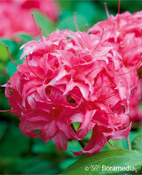 Azalia wielkokwiatowa Homebush