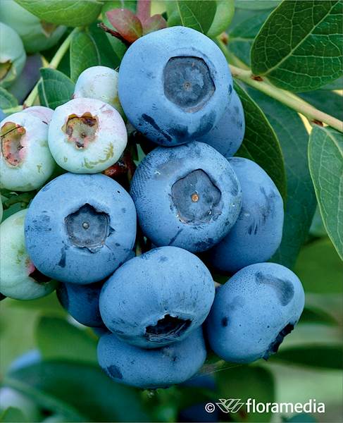 Borówka wysoka Darrow