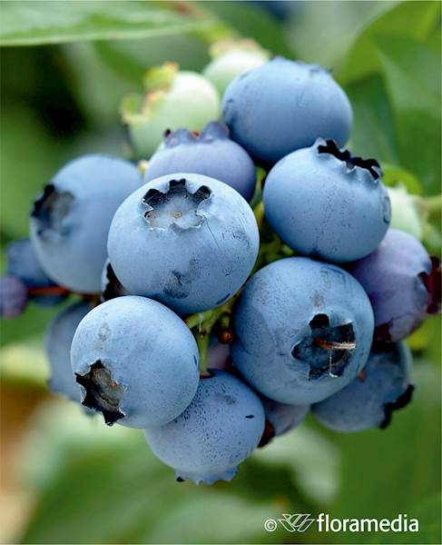 Borówka wysoka Bluegold