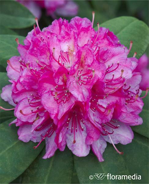 Różanecznik Catharine van Toll 