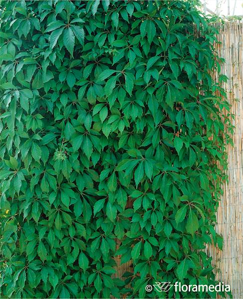 Winobluszcz Pięciolistkowy Engellmanii