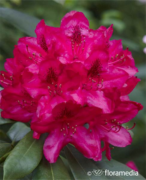 Różanecznik Nova Zembla