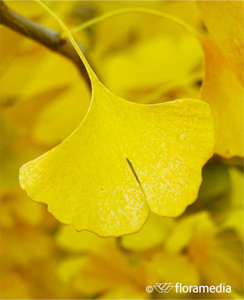 Miłorząb dwuklapowy 