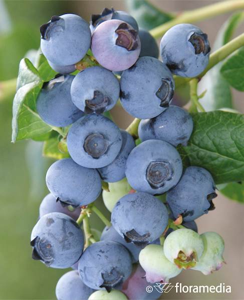 Borówka wysoka Meader